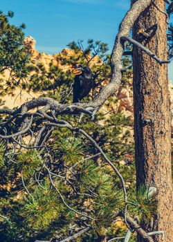 Bryce Canyon National Park, Utah, USA