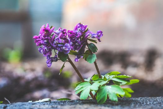 Beautiful spring flowers nature background. Wild violet blooming corydalis, blue early spring flower. Coloring photo with soft focus. Copy space.