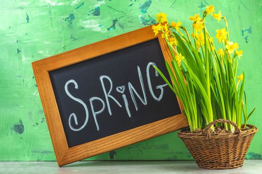 Calligraphic inscription hand lettering letters spring on black chalkboard standing on gray concrete table surface with yellow blossom narcissus in wicker basket. Spring coming concept background.