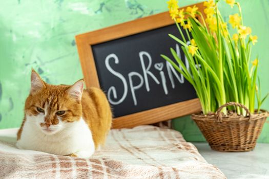 Calligraphic inscription hand lettering letters spring on black chalkboard standing on green concrete surface with yellow blossom narcissus in wicker basket and cute red white cat. Spring coming concept background.