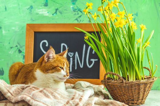 Calligraphic inscription hand lettering letters spring on black chalkboard standing on green concrete surface with yellow blossom narcissus in wicker basket and cute red white cat. Spring coming concept background.