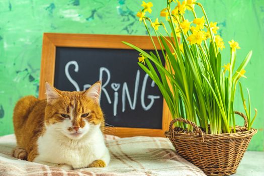 Calligraphic inscription hand lettering letters spring on black chalkboard standing on green concrete surface with yellow blossom narcissus in wicker basket and cute red white cat.