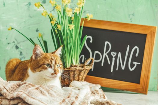 Calligraphic inscription hand lettering letters spring on black chalkboard standing on green concrete surface with yellow blossom narcissus in wicker basket and cute red white cat. Spring coming concept background.