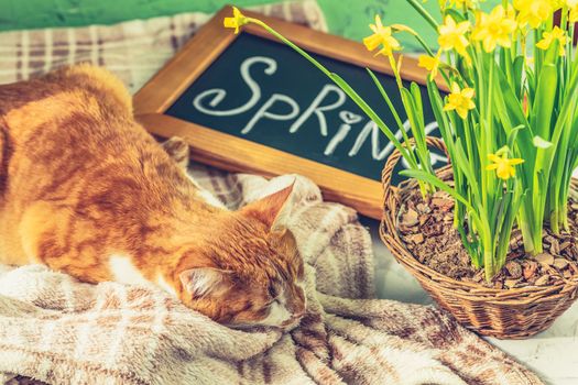 Calligraphic inscription hand lettering letters spring on black chalkboard standing on green concrete surface with yellow blossom narcissus in wicker basket and cute red white cat.