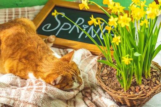 Calligraphic inscription hand lettering letters spring on black chalkboard standing on green concrete surface with yellow blossom narcissus in wicker basket and cute red white cat. Spring coming concept background.