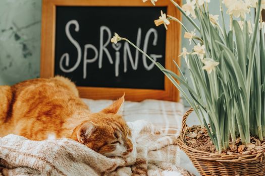 Calligraphic inscription hand lettering letters spring on black chalkboard standing on green concrete surface with yellow blossom narcissus in wicker basket and cute red white cat.