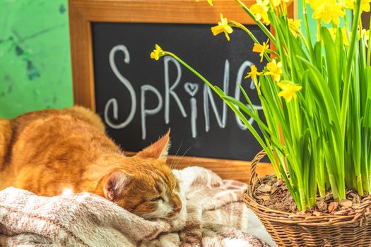 Calligraphic inscription hand lettering letters spring on black chalkboard standing on green concrete surface with yellow blossom narcissus in wicker basket and cute red white cat.