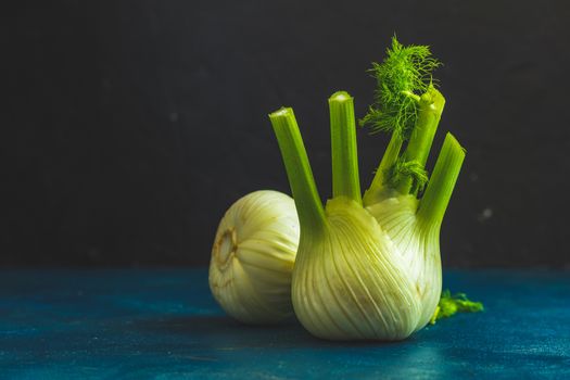 Fresh Florence fennel bulbs or Fennel bulb on dark blue concrete background. Healthy and benefits of Florence fennel bulbs.