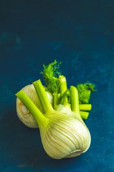 Fresh Florence fennel bulbs or Fennel bulb on dark blue concrete background. Healthy and benefits of Florence fennel bulbs.