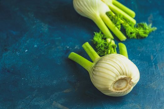 Fresh Florence fennel bulbs or Fennel bulb on dark blue concrete background. Healthy and benefits of Florence fennel bulbs.