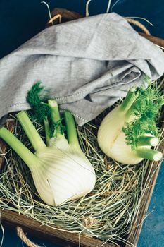 Fresh Florence fennel bulbs or Fennel bulb in wooden box with dried grass on dark blue concrete background. Healthy and benefits of Florence fennel bulbs.