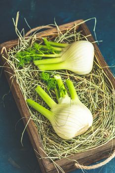 Fresh Florence fennel bulbs or Fennel bulb in wooden box with dried grass on dark blue concrete background. Healthy and benefits of Florence fennel bulbs.