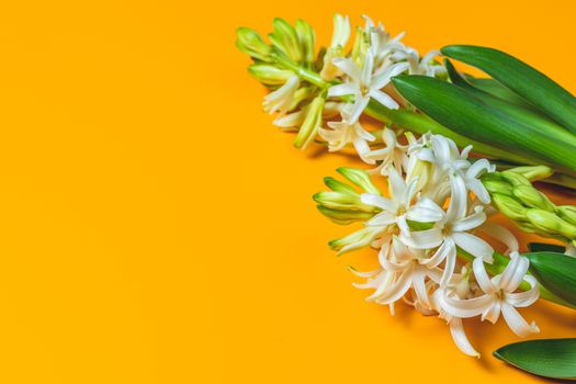 Two white hyacinths on yellow surface background. Minimalism, top view, copy space for you text. Happy Easter, Mothers day, birthday, wedding marriage festive background.