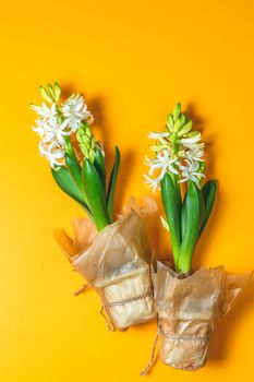 Two white hyacinths on yellow surface background. Minimalism, top view, copy space for you text. Happy Easter, Mothers day, birthday, wedding marriage festive background.