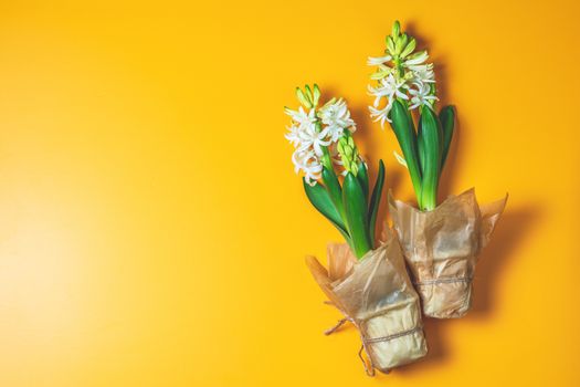 Two white hyacinths on yellow surface background. Minimalism, top view, copy space for you text. Happy Easter, Mothers day, birthday, wedding marriage festive background.