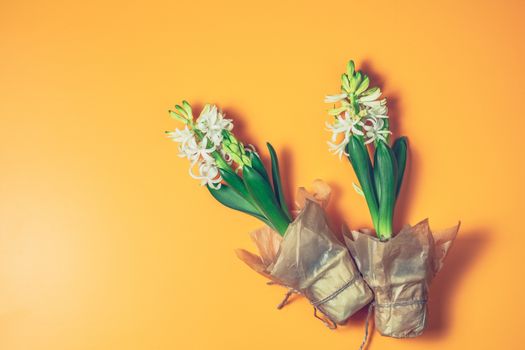 Two white hyacinths on yellow surface background. Minimalism, top view, copy space for you text. Happy Easter, Mothers day, birthday, wedding marriage festive background.