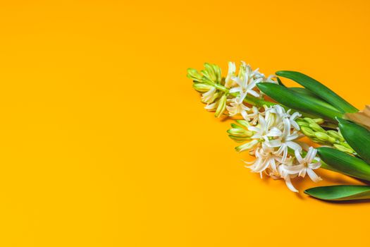 Two white hyacinths on yellow surface background. Minimalism, top view, copy space for you text. Happy Easter, Mothers day, birthday, wedding marriage festive background.