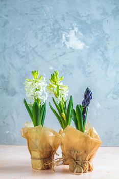 Two white hyacinths and blue hyacinth in pots on pink and blue concrete surface background. Minimalism, copy space for you text. Happy Easter, Mothers day, birthday, wedding marriage festive background.