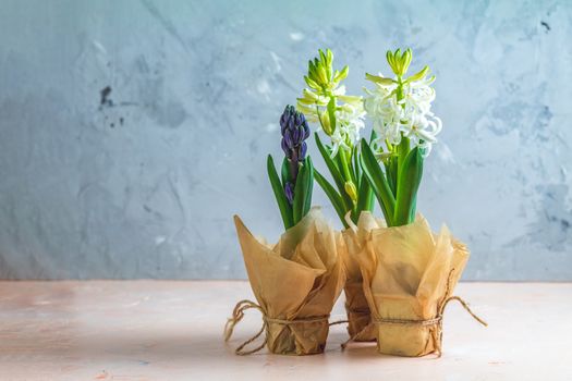 Two white hyacinths and blue hyacinth in pots on pink and blue concrete surface background. Minimalism, copy space for you text. Happy Easter, Mothers day, birthday, wedding marriage festive background.