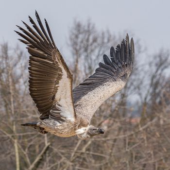 big griffon vulture flies in the sky, portrait of large bird of prey