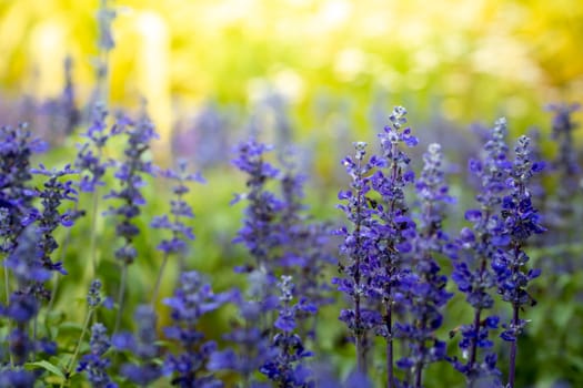 The background image of the colorful flowers, background nature