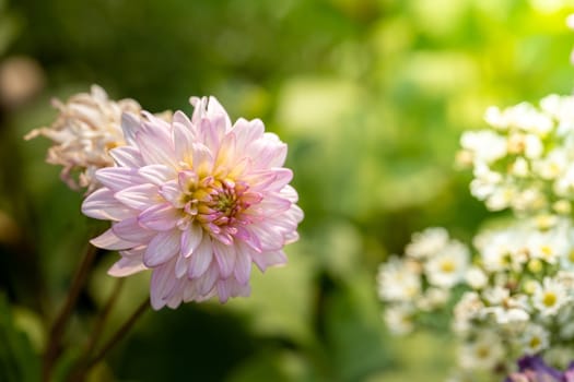 The background image of the colorful flowers, background nature