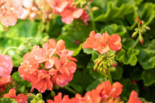 The background image of the colorful flowers, background nature