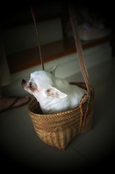 Cute chihuahua in a basket . Pet background