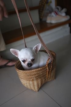 Cute chihuahua in a basket . Pet background