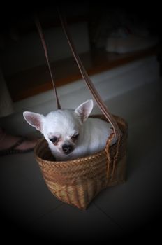 Cute chihuahua in a basket . Pet background