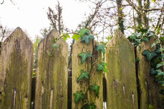 old wooden fence with green stems ivy UK