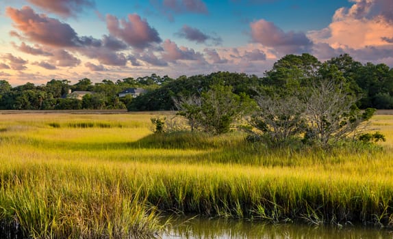 Brilliant Green Wetland Marsh Grass Growing Under Blue October Skies