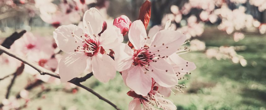 Vintage background of apple tree flowers bloom, floral blossom in sunny spring