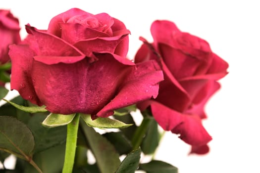 Beautiful red roses isolated on white background