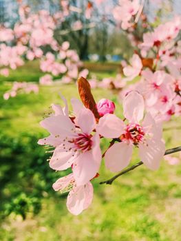 Apple tree flowers bloom, floral blossom in sunny spring