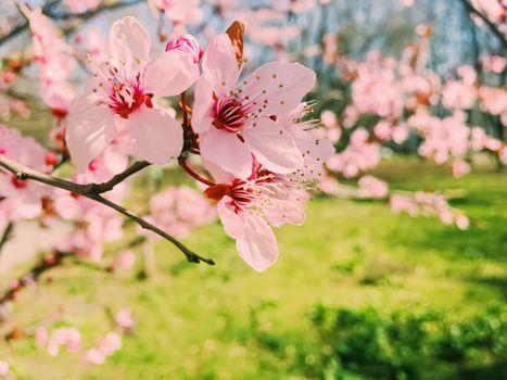 Apple tree flowers bloom, floral blossom in sunny spring