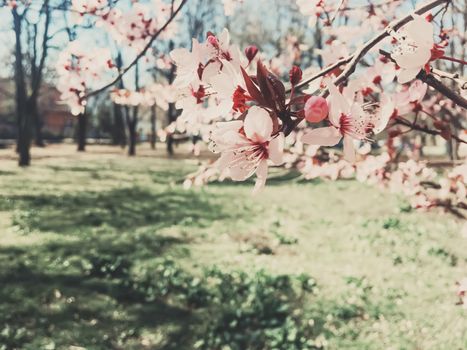 Vintage background of apple tree flowers bloom, floral blossom in sunny spring