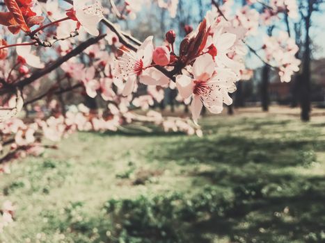 Vintage background of apple tree flowers bloom, floral blossom in sunny spring