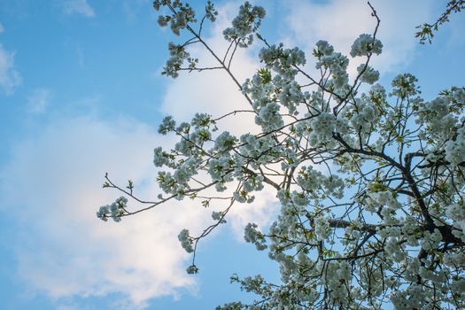 Bunches of white cherry blossoms on the tree