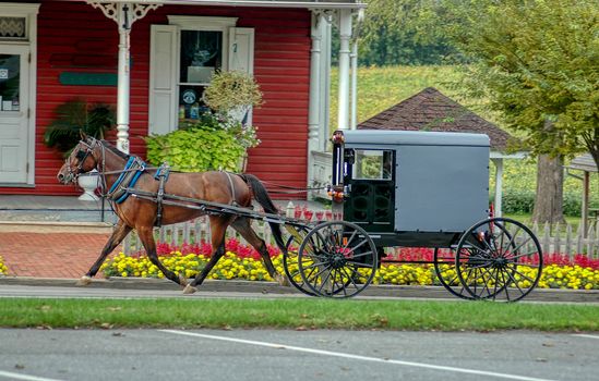 Amish Horse and Buggy Trotting to Country Store on a Summer Day