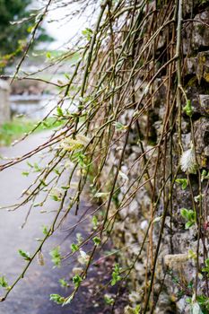 Willow Catkins in Early Spring growing over a wall UK