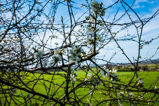 tree branches in springtime with beautiful blue sky UK