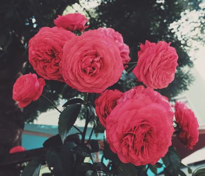 Beautiful wild pink roses in a city garden in summer