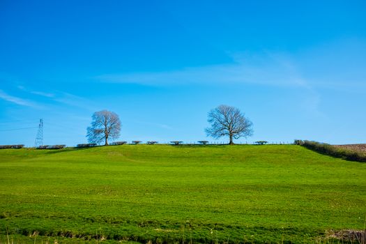 Springtime fields with hedges and trees