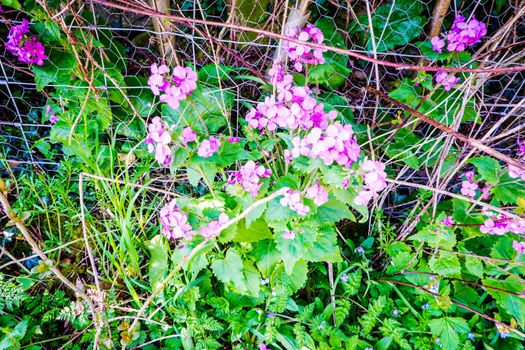 Sweet William flowers (Dianthus barbatus). Pink flowers in a hedgerow UK