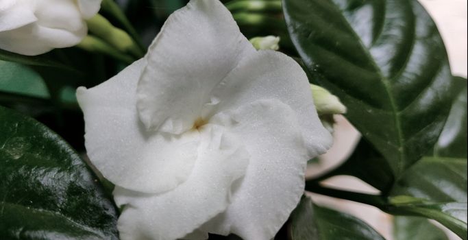 Arabian jasmine macro in full bloom in summer in India during quarantine