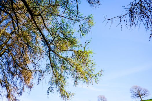 tree branches in springtime with beautiful blue sky UK
