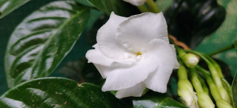 A close up of a lone arabic jasmine surrounded by green leaves and yellow sun rays that bloomed in the summer of Delhi, India