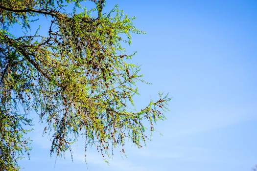 tree branches in springtime with beautiful blue sky UK