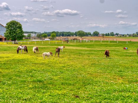 Ponies and Miniature Ponies Grazing in Field on a Sunny Summer Day